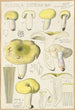 Russula citrina - Hans Baldung — vista de la obra