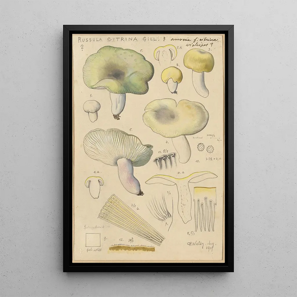 Russula citrina Gill - Hans Baldung — cuadro enmarcado en la pared
