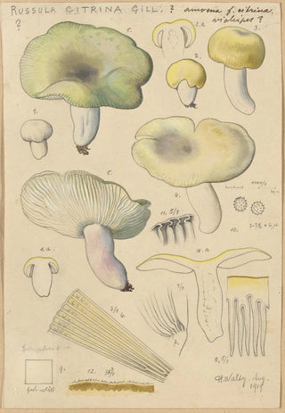 Hans Walty - Russula citrina Gill.webp