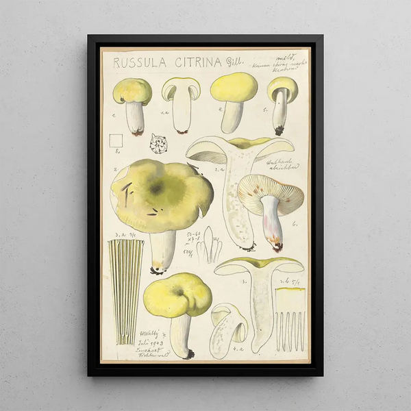 Russula citrina - Hans Baldung — cuadro enmarcado en la pared