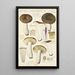 Russula consobrina - Hans Baldung — cuadro enmarcado en la pared