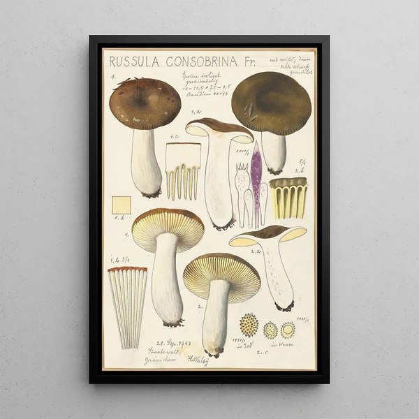 Russula consobrina - Hans Baldung — cuadro enmarcado en la pared