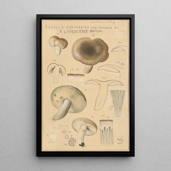 Russula consobrina var sororia - Hans Baldung — cuadro enmarcado en la pared