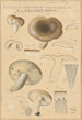 Russula consobrina var sororia - Hans Baldung — artwork view