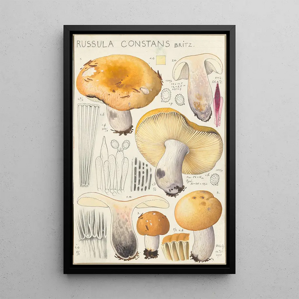Russula constans - Hans Baldung — cuadro enmarcado en la pared