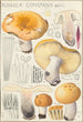 Russula constans - Hans Baldung — vista de la obra