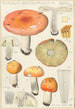 Russula decolorans - Hans Baldung — vista de la obra
