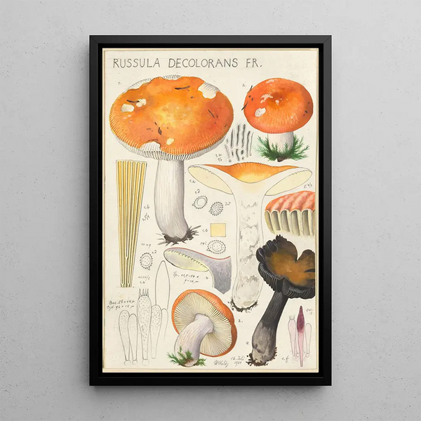Russula decolorans Fr - Hans Baldung — cuadro enmarcado en la pared