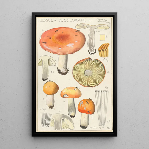 Russula decolorans - Hans Baldung — cuadro enmarcado en la pared