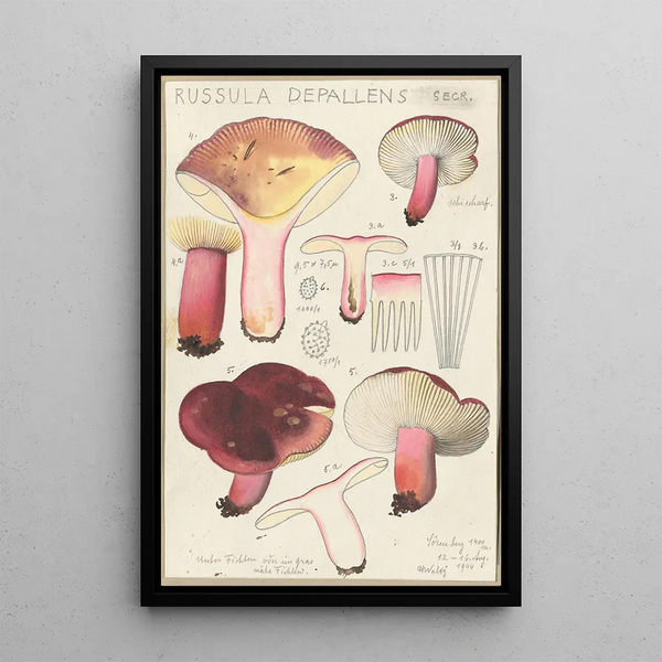 Russula depallens - Hans Baldung — cuadro enmarcado en la pared