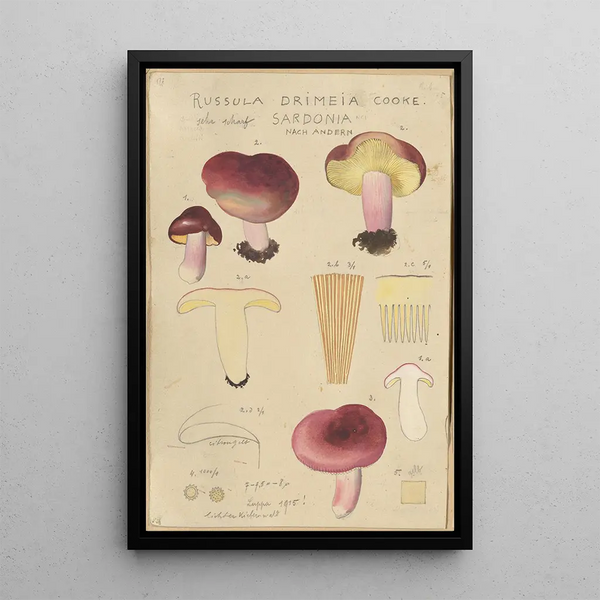 Russula drimeia - Hans Baldung — cuadro enmarcado en la pared