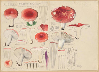 Russula emetica painting - Hans Baldung — artwork view