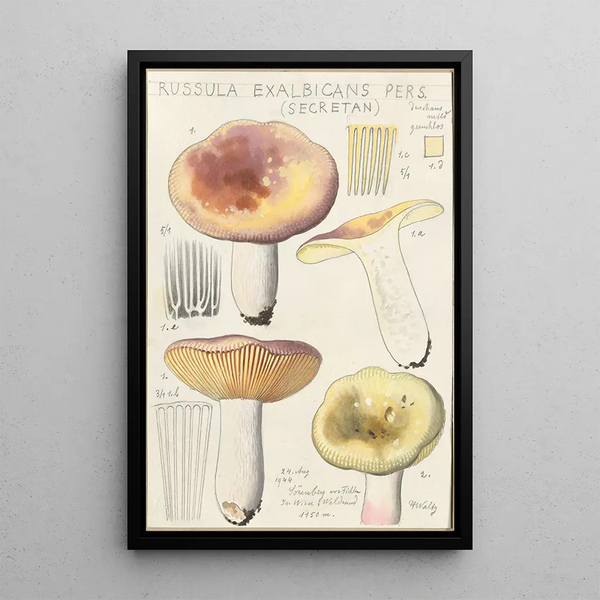 Russula exalbicans - Hans Baldung — cuadro enmarcado en la pared