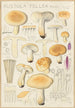 Russula fellea - Hans Baldung — vista de la obra