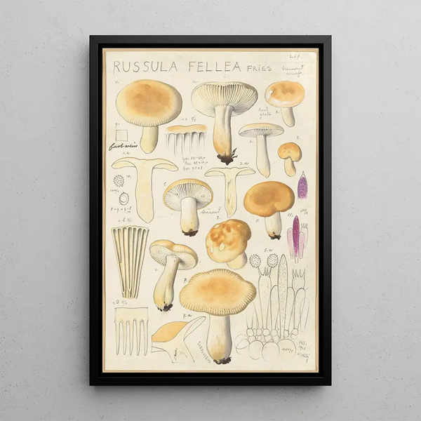 Russula fellea - Hans Baldung — cuadro enmarcado en la pared