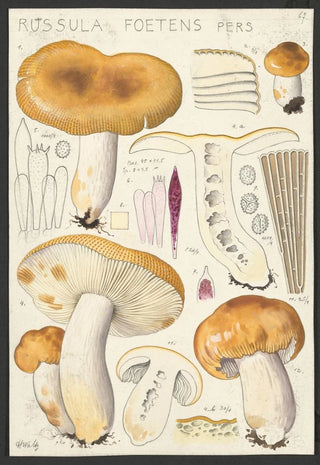 Hans Walty - Russula foetens Pers.webp