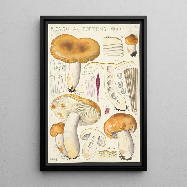 Russula foetens Pers - Hans Baldung — cuadro enmarcado en la pared