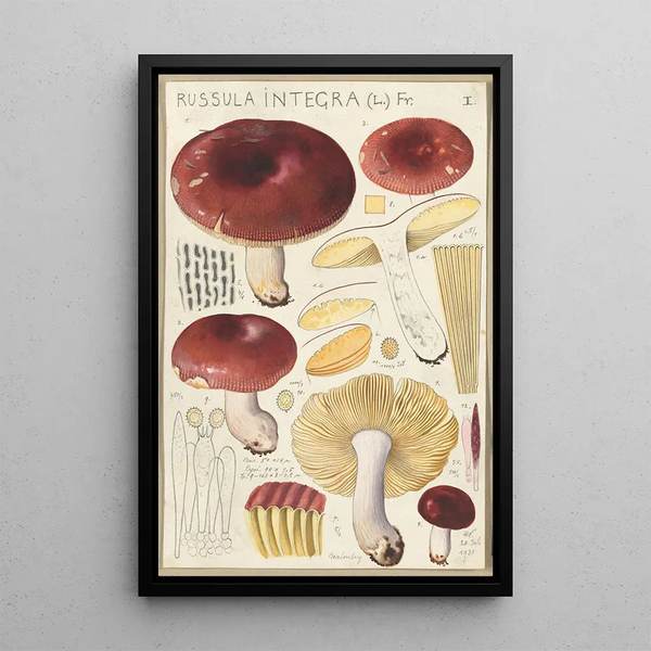 Russula integra - Hans Baldung — cuadro enmarcado en la pared