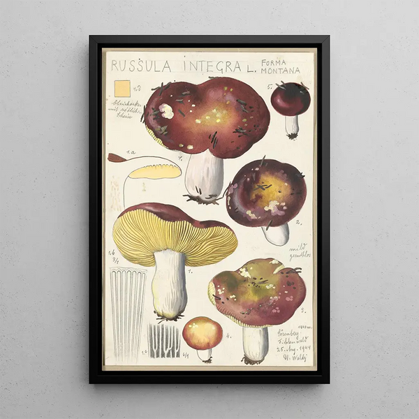 Russula integra L Forma montana - Hans Baldung — cuadro enmarcado en la pared