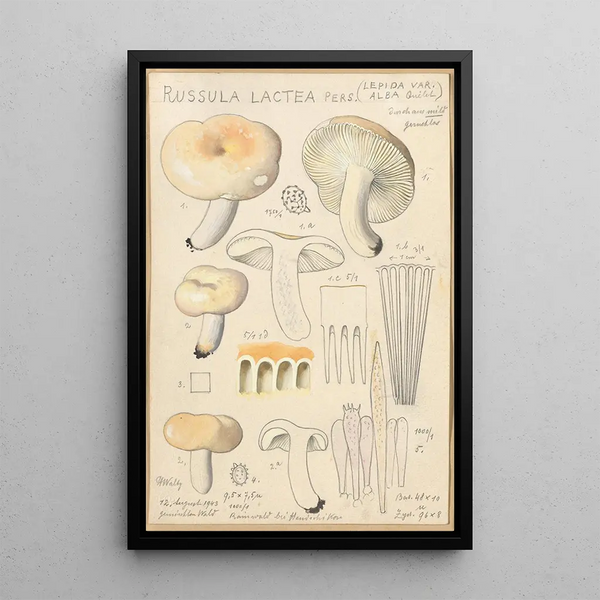 Russula lactea - Hans Baldung — cuadro enmarcado en la pared