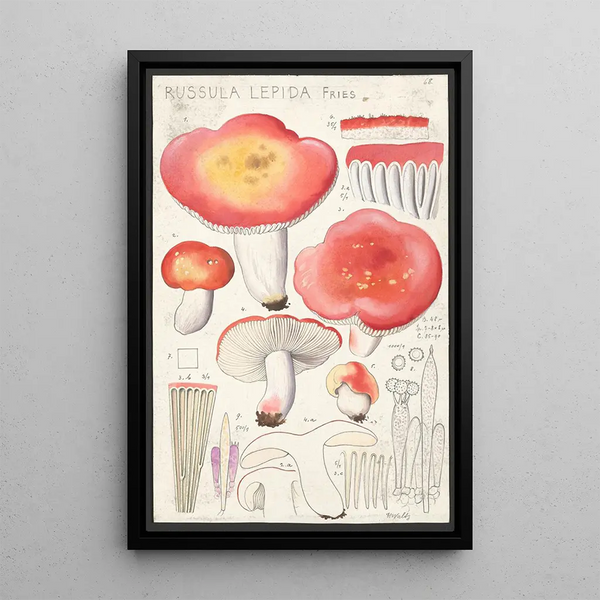 Russula lepida Fries - Hans Baldung — cuadro enmarcado en la pared