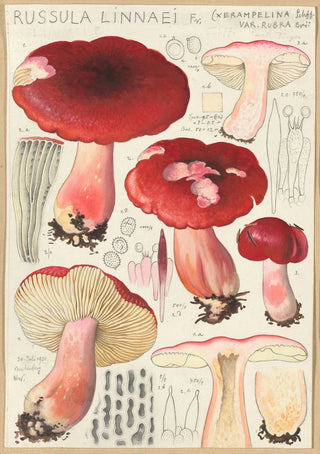 Hans Walty - Russula linnaei.webp