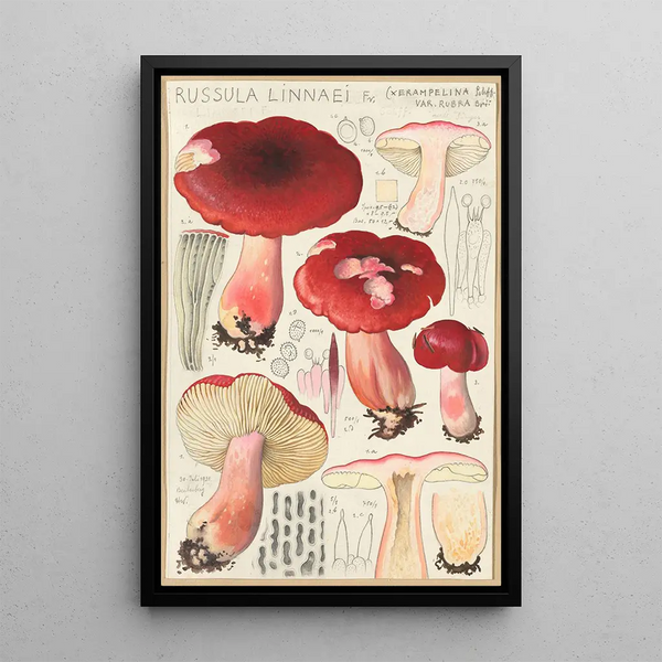 Russula linnaei - Hans Baldung — cuadro enmarcado en la pared