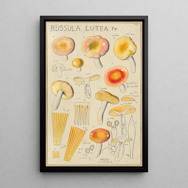Russula lutea - Hans Baldung — cuadro enmarcado en la pared