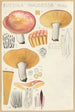 Russula nauseosa - Hans Baldung — vista de la obra
