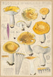 Russula ochroleuca - Hans Baldung — vista de la obra