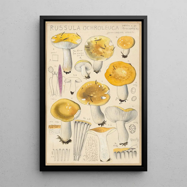 Russula ochroleuca - Hans Baldung — cuadro enmarcado en la pared