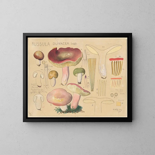 Hans Walty - Russula olivacea Schff 2.webp