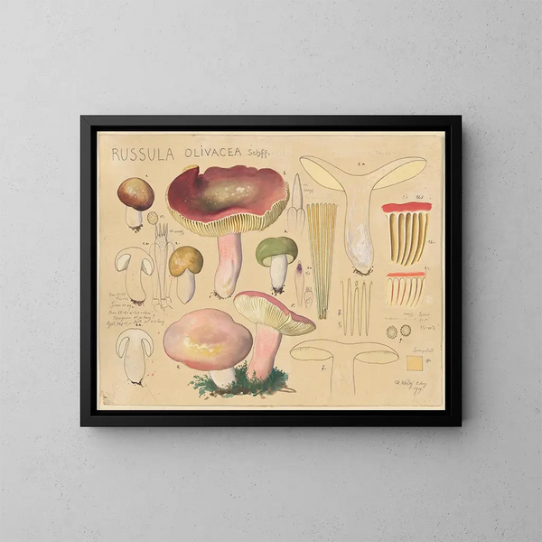 Russula olivacea - Hans Baldung — cuadro enmarcado en la pared