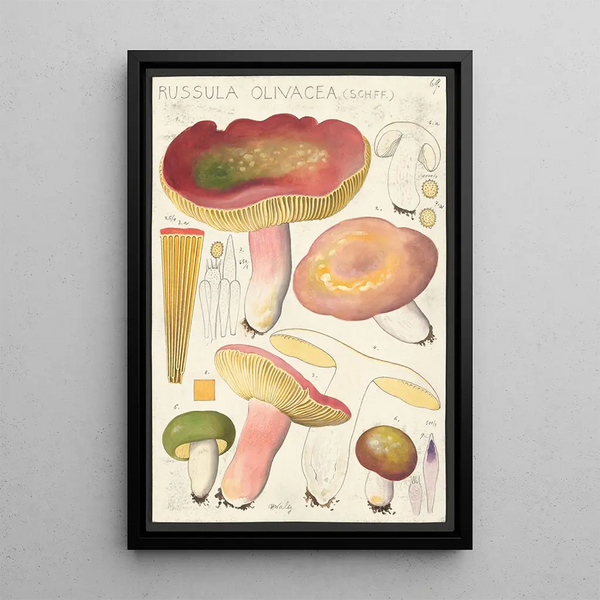 Russula olivacea schff - Hans Baldung — cuadro enmarcado en la pared