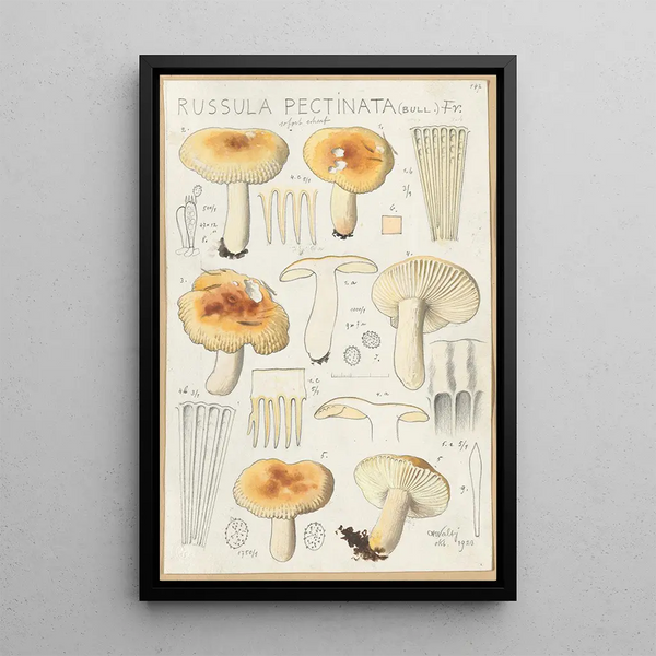 Russula pectinata - Hans Baldung — cuadro enmarcado en la pared