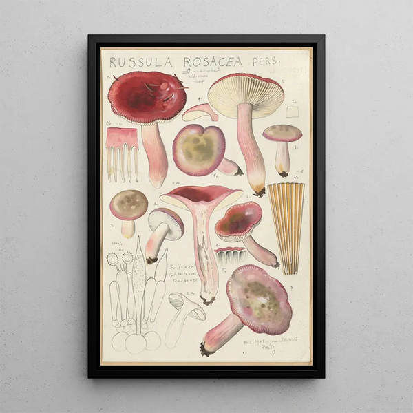 Russula rosacea - Hans Baldung — cuadro enmarcado en la pared