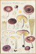 Russula turci - Hans Baldung — vista de la obra