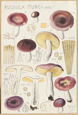 Hans Walty - Russula turci.webp