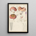 Russula vesca - Hans Baldung — cuadro enmarcado en la pared