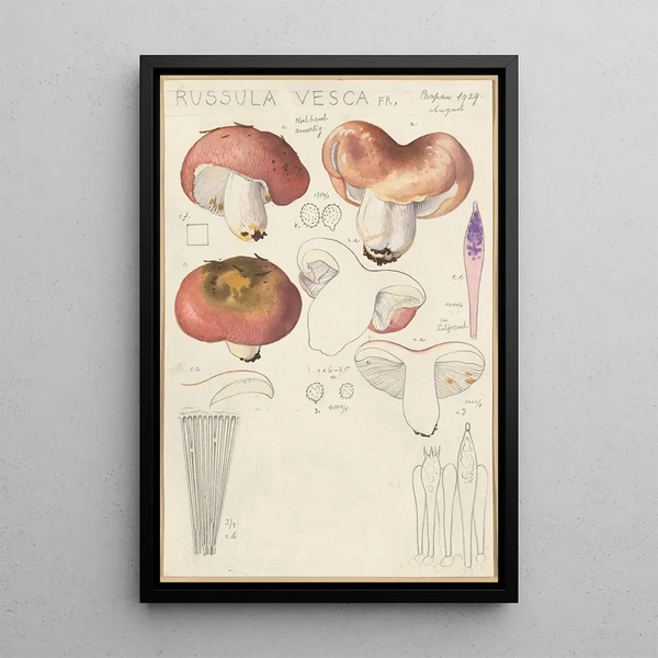 Russula vesca - Hans Baldung — cuadro enmarcado en la pared
