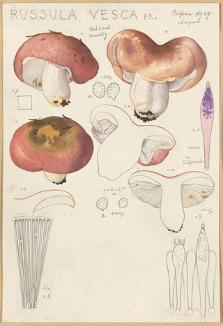 Hans Walty - Russula vesca.webp