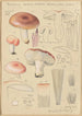 Russula vesca subsp Depallens singer - Hans Baldung — vista de la obra