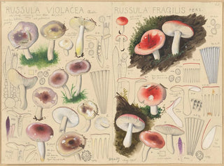 Russule violacée Russule fragile - Hans Baldung — vista de la obra