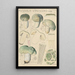 Russula virescens - Hans Baldung — framed artwork on a wall