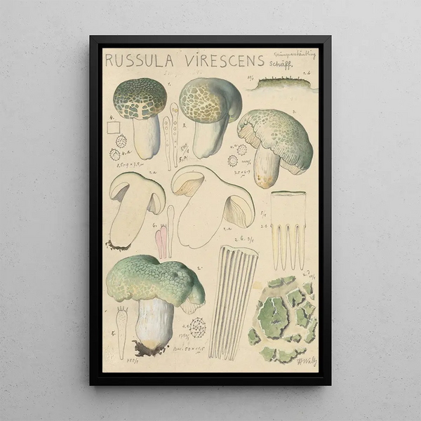 Russula virescens - Hans Baldung — cuadro enmarcado en la pared