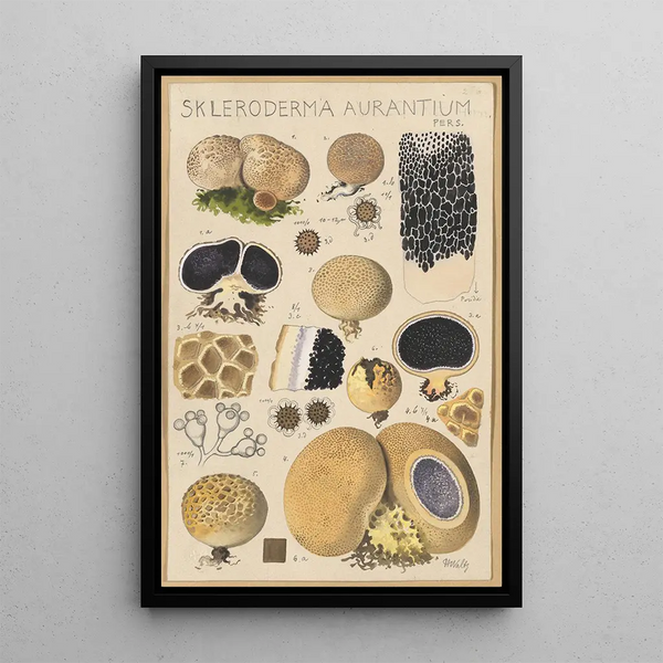 Scleroderma aurantium Pers - Hans Baldung — cuadro enmarcado en la pared