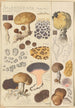 Scleroderma verrucosum - Hans Baldung — vista de la obra