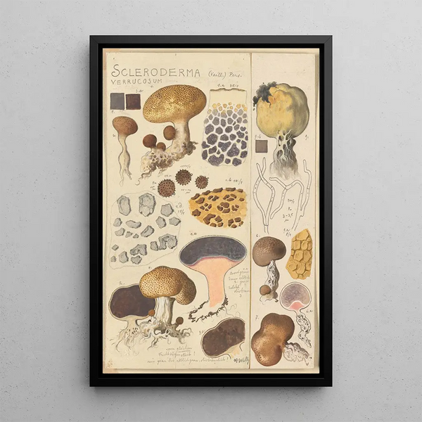Scleroderma verrucosum - Hans Baldung — cuadro enmarcado en la pared