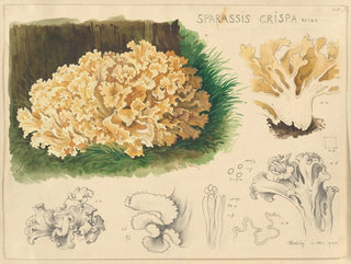 Sparassis crispa - Hans Baldung — artwork view