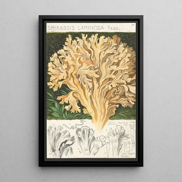Sparassis laminosa Fries - Hans Baldung — cuadro enmarcado en la pared